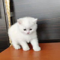 واگذاری گربه اسکاتیش و بریتیش|گربه|تبریز, |دیوار