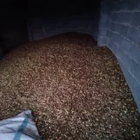 بلوط یاسوج|عمدهفروشی|یاسوج, |دیوار