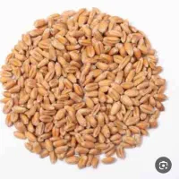 بذر گندم باران