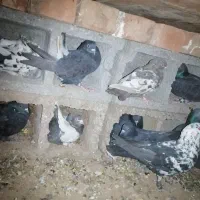 14عدد کفتر|پرنده|زرند, |دیوار