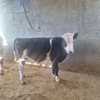 دوراس گوساله سیمنتال ودورک۳۰۰کیلو|حیوانات مزرعه|کمیجان, |دیوار