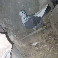 8عدد کبوتر پرشی