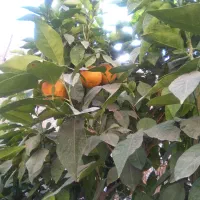 یک خوابه دانشجو