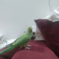 ملنگو|پرنده|تهران, بهمن یار|دیوار