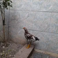 خروس گلپایگانی چهل تاج|حیوانات مزرعه|پاکدشت, پاکدشت (مامازند)|دیوار