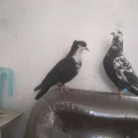 کرواتی سوسکی  ماده