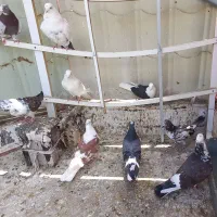 کفتر|پرنده|نورآباد, |دیوار
