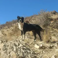 سگ ماده براقی پشمالو