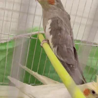 عروس هلندی نر