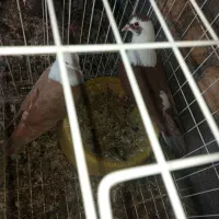 کله سفید|پرنده|دوگنبدان, |دیوار