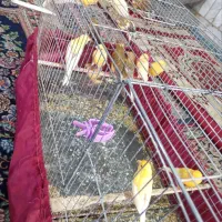 16تا قناری نر شلاق خون|پرنده|کرمان, |دیوار
