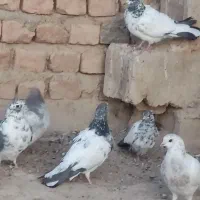 تهرانی به شرط|پرنده|میرجاوه, |دیوار