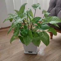 گلهای طبیعی و زیبا و شاداب|گل و گیاه طبیعی|سراب, |دیوار