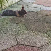 فروش خرگوش نیمه لپی خونگی