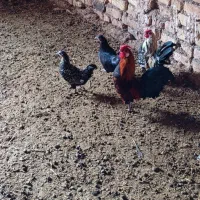 تخم‌مینیاتوری‌نطفه‌دار