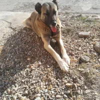 سگ سرابی ماده