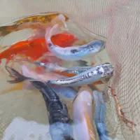 ماهی کوی|ماهی|مشهد, حجت|دیوار