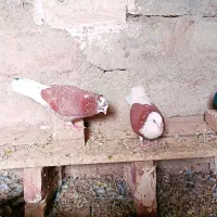 شازده|پرنده|خوی, |دیوار