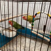 طوطی برزیلی