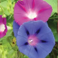 بذرگل|گل و گیاه طبیعی|رشت, منظریه|دیوار