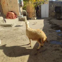 4 عدد بره قوچ اینده دار و 1 عدد قوچ درجه یک