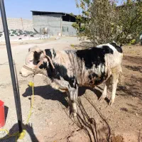 گوساله سیمینتال  درجه یک هم داشتی هم کشتی