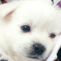 پامر روباهی