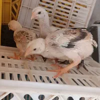 جوجه لاری