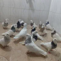 15عدد کبوتر طوقی|پرنده|صحنه, |دیوار