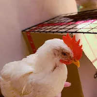 ۲ عدد خروس