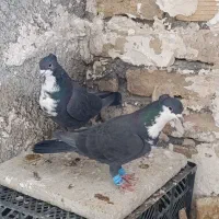 کرباتی|پرنده|شیروان (خراسان), |دیوار