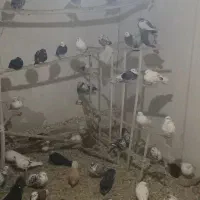 کبوتر پرشی|پرنده|نهاوند, |دیوار