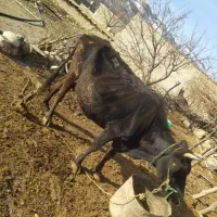 دوعدد گاو شیری و ذات دار