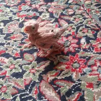 فروش فوری جوجه عروس