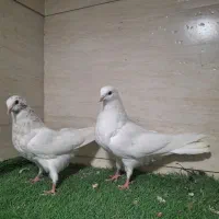 کبوتر سفید اراکی و بمبویی هندی بندر دیلم|پرنده|بندر ماهشهر, |دیوار