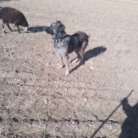 فروش سگ گله|سگ|پیشخور, |دیوار