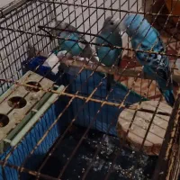 عروس|پرنده|رشت, حومه رشت|دیوار