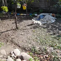 فروش و واگذاری سگ|سگ|سنگر, |دیوار