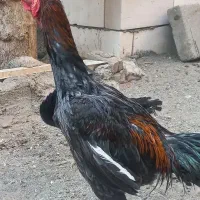 لاری|حیوانات مزرعه|پاکدشت, پاکدشت (مامازند)|دیوار