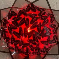 بوکت و باکس پروانه|اسباب‌‌بازی|بروجرد, |دیوار