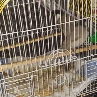 یک جفت قناری|پرنده|مسجد سلیمان, |دیوار