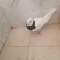 کبوتر ماد400۰ت|پرنده|رامهرمز, |دیوار