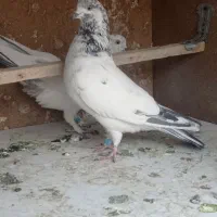 کفترکله دم سبز