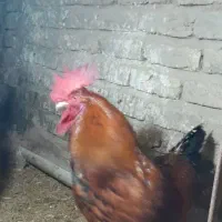 خروس محلی ۴ تا