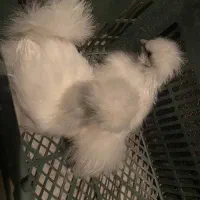 مرغ و خروس ابریشمی
