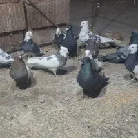 13 عدد پرنده|پرنده|نرماشیر, |دیوار