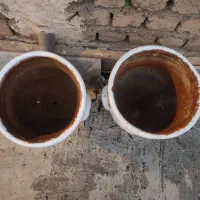 گلدان سرامیکی و پلاستیکی|گل و گیاه طبیعی|قم, زند آباد|دیوار