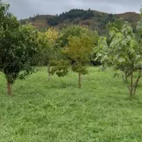 زمین ویو دار در دهکده توریستی لیش