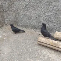 کفتر زاغ|پرنده|فلاورجان, |دیوار