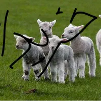 بره و کهر ه شیری نژاد دار|حیوانات مزرعه|لنده, |دیوار